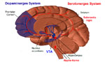 Illustration of the human brain's dopamine and serotonin systems