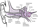 Illustration of the human cochlea