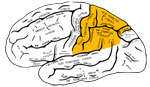 Illustration of the parietal cortex