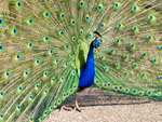peacock showing off - symbol of ego