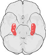 hippocampus