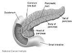 pancreas
