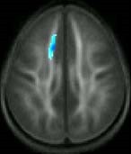 behavior_training_brain_1