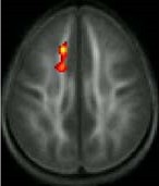 behavior_training_brain_2