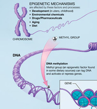 epigenetic_mechanisms