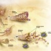 Alzheimers_tangles_stock