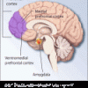 Ptsd-brain