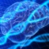 brain_stock_DNA