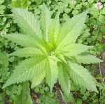 Marijuana Plant