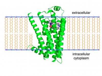 Beta-2_Adrenergic_Receptor_brain_stock