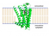 Beta-2 Adrenergic Receptor