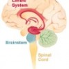 Limbic System