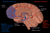 Brain