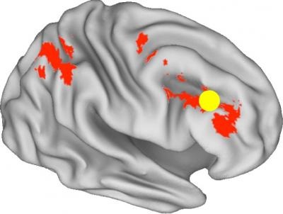 brain_activity_reward_brain-image Brain