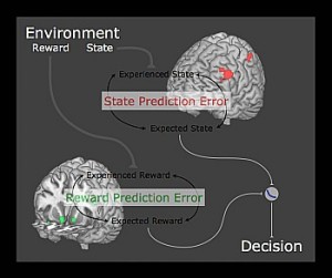 1131-glascher-brain-350_medium Brain Pathways