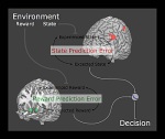 Brain Pathways