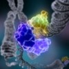‘Epigenetic’ Concepts Offer New Approach To Degenerative Disease DNA Repair