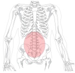 Human Skeleton