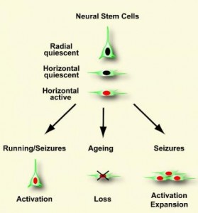 Stem_Cells_Type