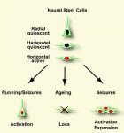 Types Of Stem Cells