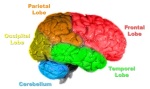 Brain