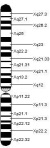 X Chromosome