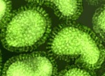 Flu Virus