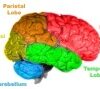 Anatomy of the human brain