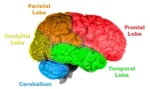 Anatomy of the human Brain
