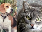 Cat and Dog