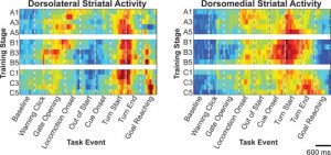 dorsolateral and dorsomedial parts of the striatum