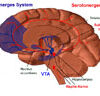 Illustration of the human brain's dopamin and serotonin systems