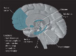 Brain dopamine pathways