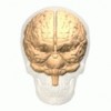 Insula Region of the brain