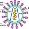 Illustration of the HIV-virus