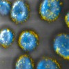 pouches on the cell that delivery a drug