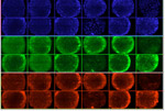 stem cells growing in a new synthetic dish
