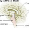 Illustration of the pituitary and pineal glands