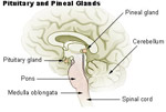 Illustration of the pituitary and pineal glands