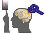 brain stimulation study
