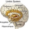 Limic system of the brain