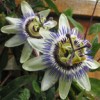 two passion flowers