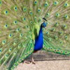 peacock showing off - symbol of ego