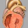Human Heart