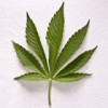 marijuana leaf
