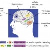 how the hippocampus is involved in learning