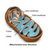 inner structure of Mitochondria in cells