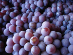 purple grapes