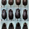Researchers Accidentally Trigger Complete Hair Regrowth In Bald Mice hair regrowth in mice