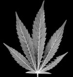 marijuana leaf